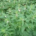 Descubre la Planta de Sésamo: Análisis y Comparativa de los Mejores Productos para Potenciar tus Recetas Asiáticas