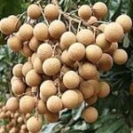 Análisis del Longan: Precio y Comparativa de la Fruta Ideal para tus Recetas Asiáticas