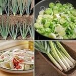 Las Mejores Cebolletas Chinas: Análisis y Comparativa de Productos Esenciales para tu Cocina Asiática