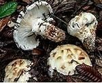 Seta Matsutake: Análisis de Precios y Comparativa con Otros Ingredientes Asiáticos Esenciales en la Cocina