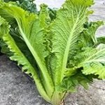 Verduras Exóticas: Comparativa de los Mejores Productos para Potenciar tus Platos Asiáticos
