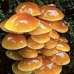 Pholiota Nameko: Análisis y Comparativa de los Mejores Productos para Incorporar Este Hongo en tu Cocina Asiática
