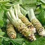 Wasabi Tubérculo: Análisis y Comparativa de los Mejores Productos para Potenciar tus Platos Asiáticos