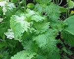 Albahaca Japonesa: Análisis y Comparativa de los Mejores Productos para Potenciar tus Recetas Asiáticas