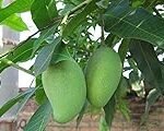 Explorando la Semilla de Mango: Análisis y Comparativa de los Mejores Productos Asiáticos para Cocinar con Sabor y Creatividad
